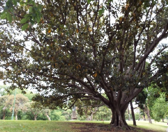 Alberi in Australia: ficus.